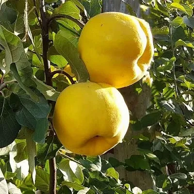 Айва МАРИЯ  Айва МАРИЯ в Вологде