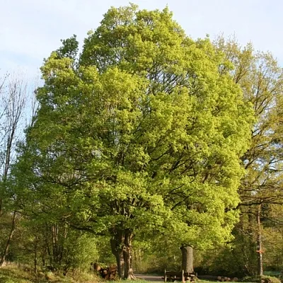 Клен полевой  Клен полевой в Вологде