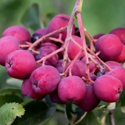 Рябина ДЕСЕРТНАЯ МИЧУРИНА сладкоплодная в Вологде