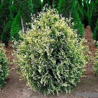 Туя ГОЛД ПЕРЛ западная в Вологде