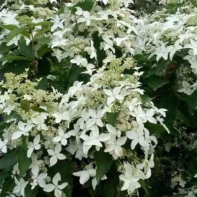 Гортензия МЭДЖИКАЛ СТАРЛАЙТ метельчатая  Гортензия МЭДЖИКАЛ СТАРЛАЙТ метельчатая в Вологде