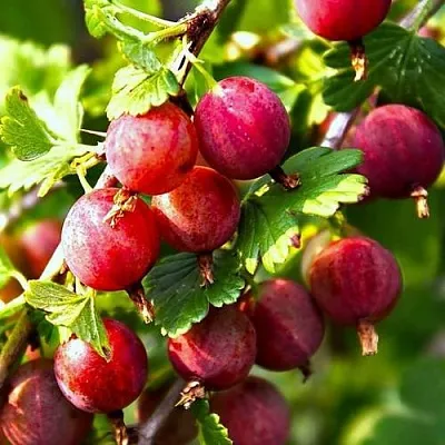 Крыжовник САДКО  Крыжовник САДКО в Вологде