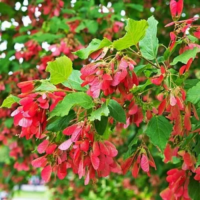 Клен татарский  Клен татарский в Вологде