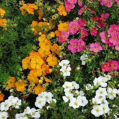 Лапчатка  Лапчатка в Вологде