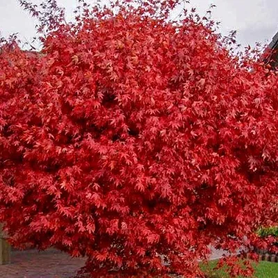 Клен гиннала   Клен гиннала  в Вологде