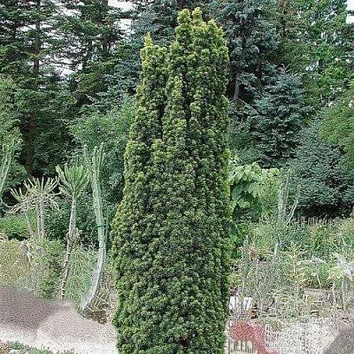 Тис ФАСТИГИАТА РОБУСТА  ягодный   Тис ФАСТИГИАТА РОБУСТА  ягодный  в Вологде