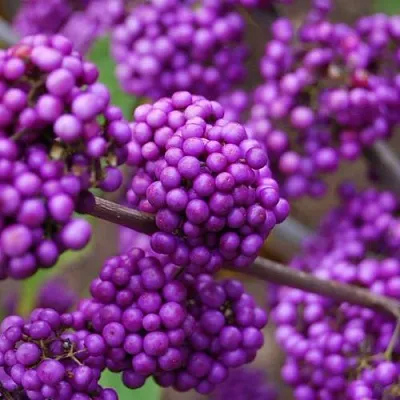 Красивоплодник  Красивоплодник в Вологде