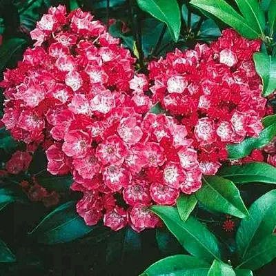 Кальмия КАРДИНАЛ  Кальмия КАРДИНАЛ в Вологде