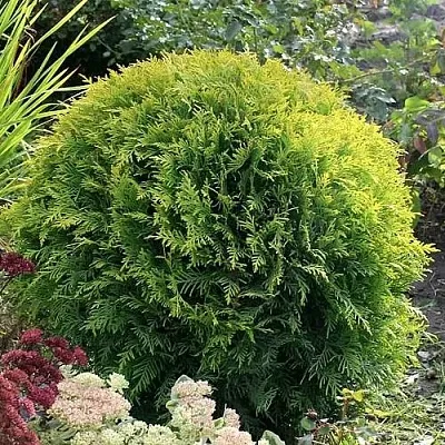 Туя ЕЛЛОУ ГЛОБ западная в Вологде