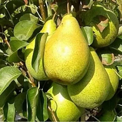 Груша ПАТЕН (ГЛУБОКСКАЯ) в Вологде