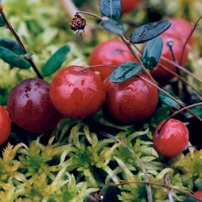 Клюква МАК ФАРЛИН в Вологде