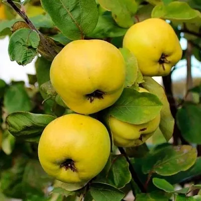 Айва ЯБЛОКОВИДНАЯ  Айва ЯБЛОКОВИДНАЯ в Вологде