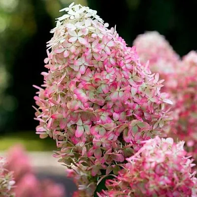 Гортензия РОЯЛ ФЛОВЕР метельчатая в Вологде