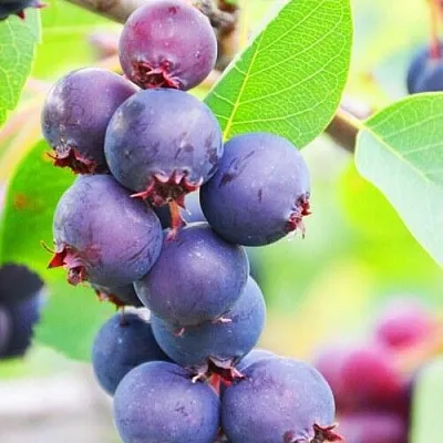 Ирга СМОУКИ  Ирга СМОУКИ в Вологде