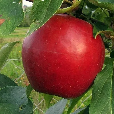 Яблоня РЕДФРИ  Яблоня РЕДФРИ в Вологде