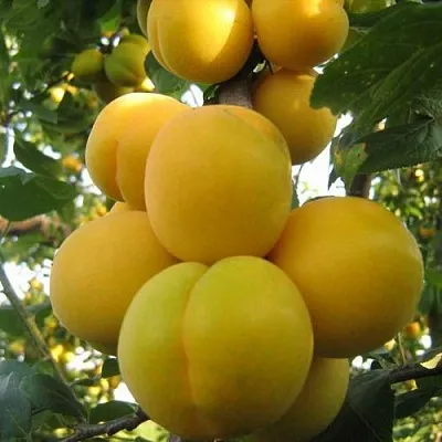 Слива ЛОДВА  Слива ЛОДВА в Вологде