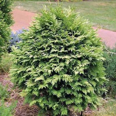 Туя ВАРЕАНА ЛЮТЕСЦЕНС западная  Туя ВАРЕАНА ЛЮТЕСЦЕНС западная в Вологде