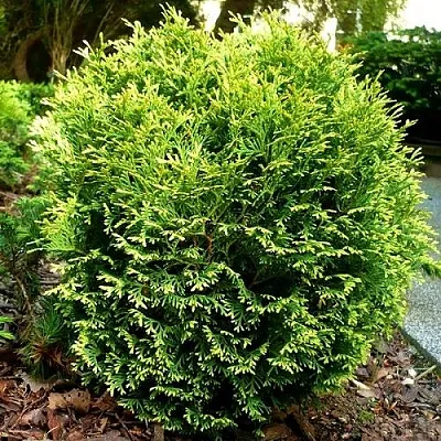 Туя ВОТЕРФИЛД западная в Вологде