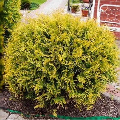 Туя КОЛЛЕРС ГОЛД складчатая  Туя КОЛЛЕРС ГОЛД складчатая в Вологде