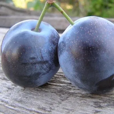 Слива БЛЮФРИ  Слива БЛЮФРИ в Вологде