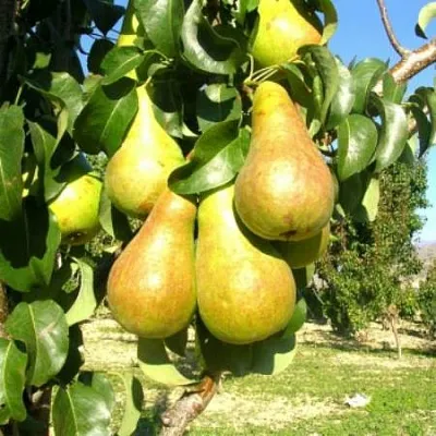 Груша Г-9 колонновидная в Вологде
