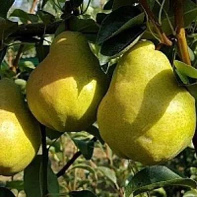 Груша СОКРОВИЩЕ в Вологде