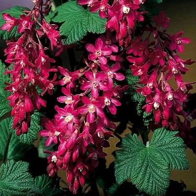 Смородина кроваво-красная в Вологде