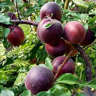 Шарафуга БЕЛЛА РОЯЛЬ  Шарафуга БЕЛЛА РОЯЛЬ в Вологде