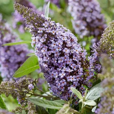 Буддлея давида БАТТЕРФЛЯЙ КАНДИ ЛИЛА СВИТХАРТ  Буддлея давида БАТТЕРФЛЯЙ КАНДИ ЛИЛА СВИТХАРТ в Вологде