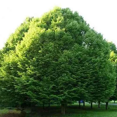 Граб японский  Граб японский в Вологде