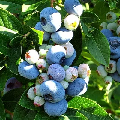 Голубика ВЕЙМУТ в Вологде