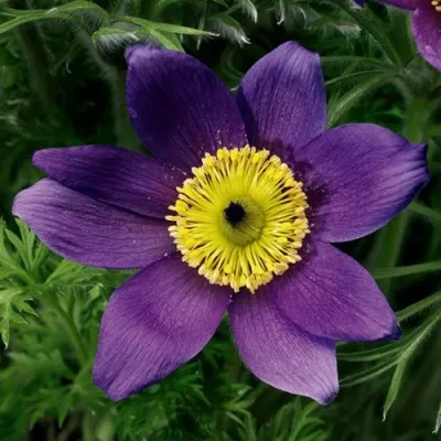 Прострел ПИНВИЛ БЛЮ ШЕЙДЕС в Вологде