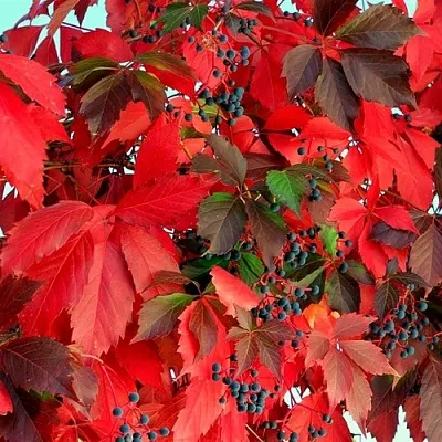 Девичий виноград  Девичий виноград в Вологде