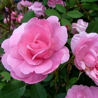 Саженцы роз ДЖОН ДЭВИС плетистая  Саженцы роз ДЖОН ДЭВИС плетистая в Вологде