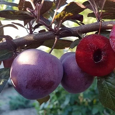 Слива ПАННА   Слива ПАННА  в Вологде