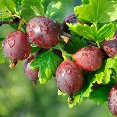 Крыжовник СЕРЕНАДА  Крыжовник СЕРЕНАДА в Вологде