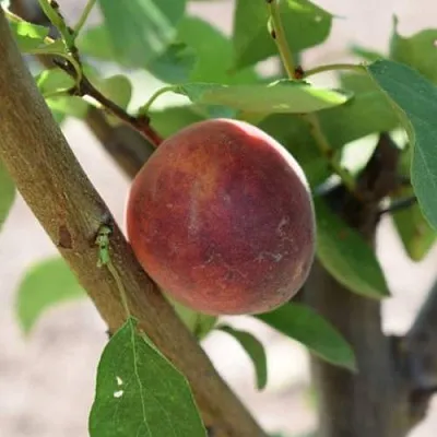 Плумкот БИРИКОККОЛО СУЗИНКОККО  Плумкот БИРИКОККОЛО СУЗИНКОККО в Вологде