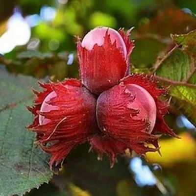 Фундук КРАСНЫЙ ЯНТАРЬ — описание сорта Фундук КРАСНЫЙ ЯНТАРЬ в Вологде