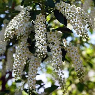 Черемуха виргинская ШУБЕРТ  Черемуха виргинская ШУБЕРТ в Вологде