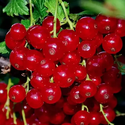 Смородина красная СЕРПАНТИН в Вологде