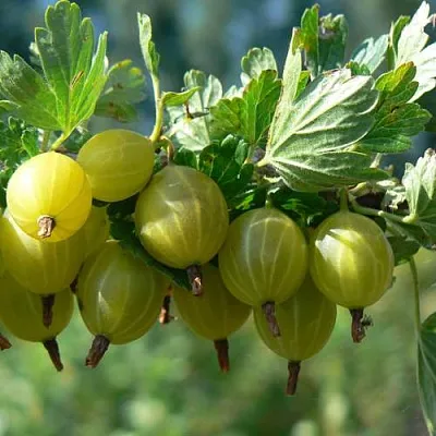 Крыжовник ЮБИЛЕЙНЫЙ  Крыжовник ЮБИЛЕЙНЫЙ в Вологде