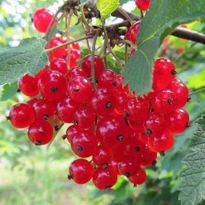 Смородина красная КРАСНАЯ АНДРЕЙЧЕНКО в Вологде