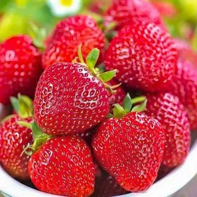 Клубника СИЛЬВИЯ  Клубника СИЛЬВИЯ в Вологде