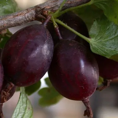 Крыжовник ЧЕЛЯБИНСКИЙ СЛАБОШИПОВАТЫЙ  Крыжовник ЧЕЛЯБИНСКИЙ СЛАБОШИПОВАТЫЙ в Вологде