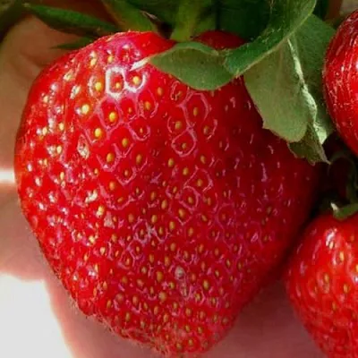 Клубника МАГНУС  Клубника МАГНУС в Вологде