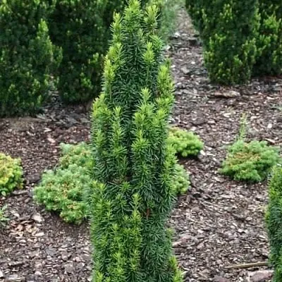 Тис ВОЙТЕК средний   Тис ВОЙТЕК средний  в Вологде