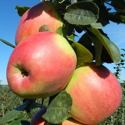 Яблоня БРЯНСКОЕ РОЗОВОЕ  Яблоня БРЯНСКОЕ РОЗОВОЕ в Вологде