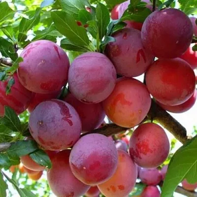 Слива НЕКТАРИННАЯ АРОМАТНАЯ  Слива НЕКТАРИННАЯ АРОМАТНАЯ в Вологде