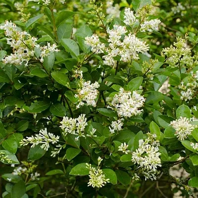 Бирючина  Бирючина в Вологде