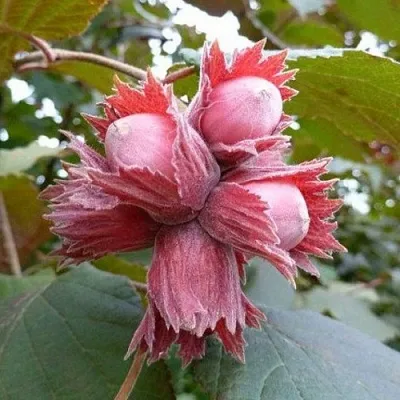 Фундук СКАРЛЕТТ в Вологде